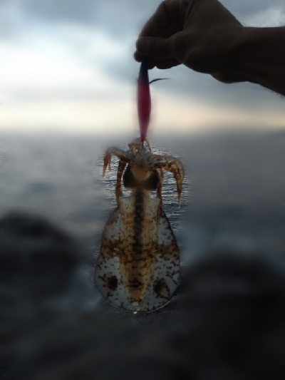 まるで秋エギング